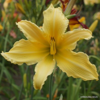 Daylily ‘Blast from the Past’