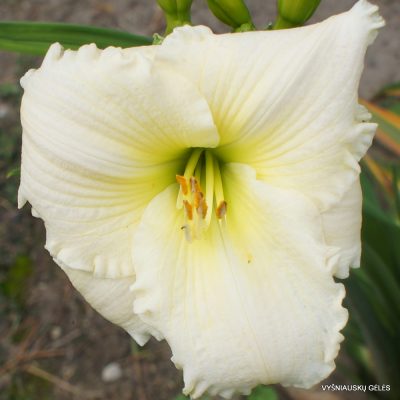 Daylily 'Blizzard in June'