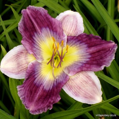 Daylily 'Carolina Bound' (2)