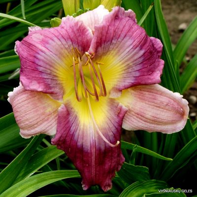 Daylily 'Carolina Bound'