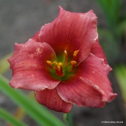 Daylily 'Chickens On The Porch'