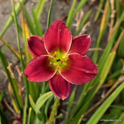 Daylily 'Chickens On The Porch'