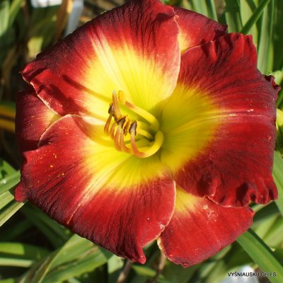 Daylily 'Chinese Chariot' (2)