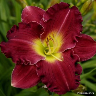 Daylily Choo Choo Caboose (2)