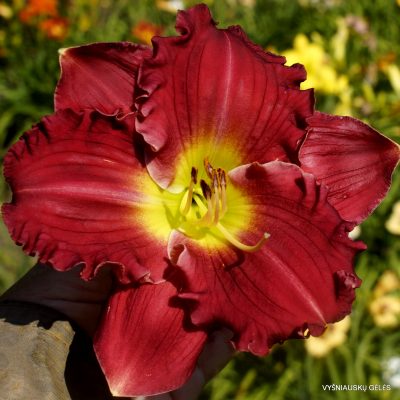 Daylily Choo Choo Caboose