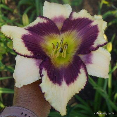 Daylily 'Clarity of Vision'