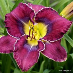 Daylily 'Color Coordinated'
