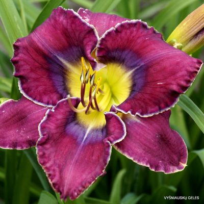 Daylily ‘Color Coordinated’