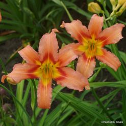Daylily 'Coral Crab'