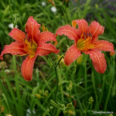 Daylily 'Coral Crab'