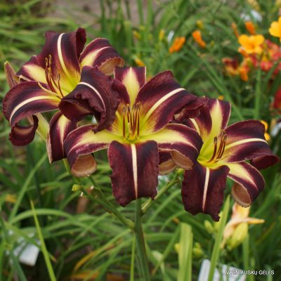 Daylily 'Creature of The Night' (2)