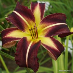 Daylily 'Creature of The Night'