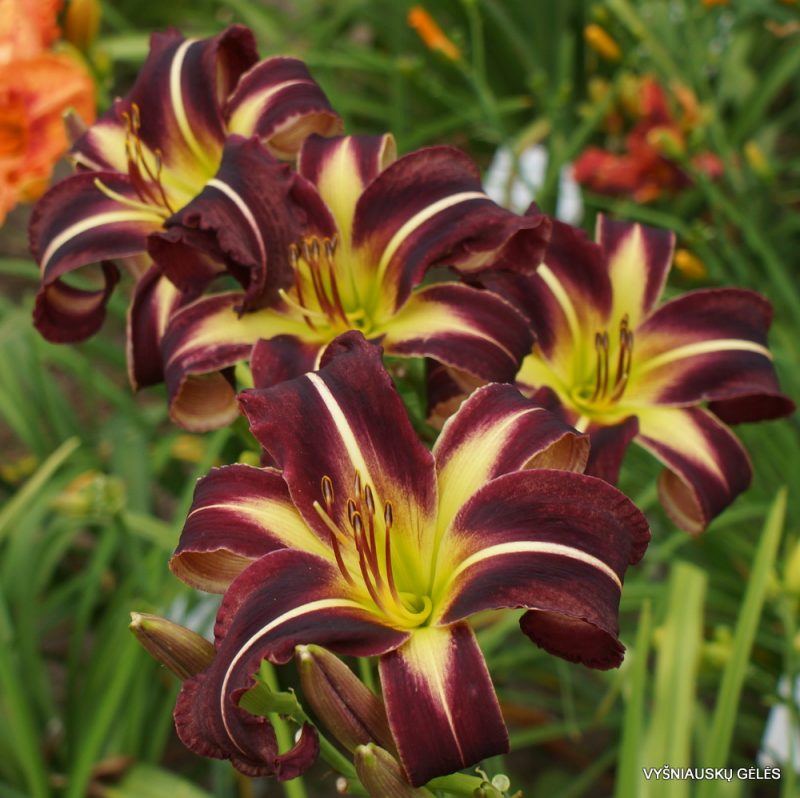 Daylily 'Creature of The Night' (3)