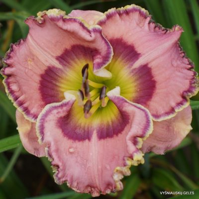 Daylily 'Curb Appeal'