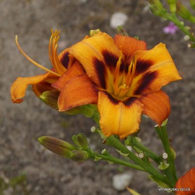Daylily 'Currypeppers' (2)