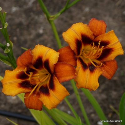 Daylily 'Currypeppers'
