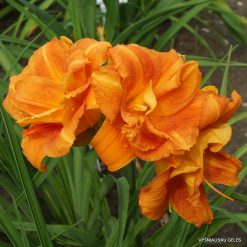 Daylily 'Decatur Double Doozy' (2)
