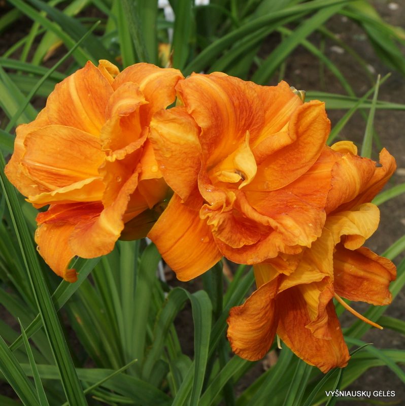 Daylily 'Decatur Double Doozy' (2)