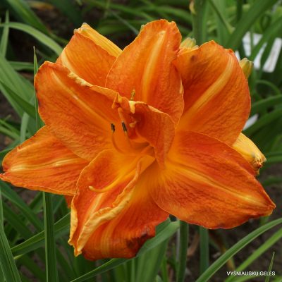 Daylily 'Decatur Double Doozy'