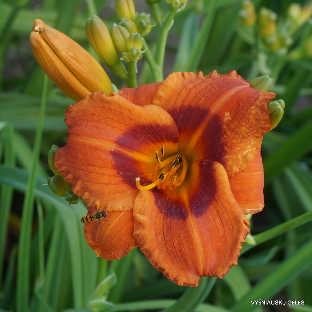 Daylily 'Ding Ding Dong' (2)