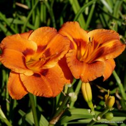 Daylily 'Ding Ding Dong'