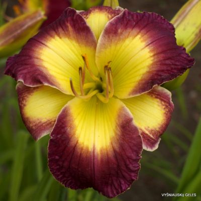 Daylily 'Electric Mist' (2)