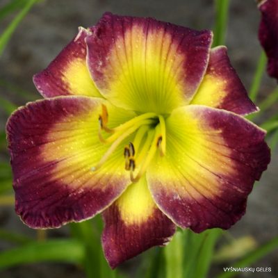 Daylily 'Electric Mist'