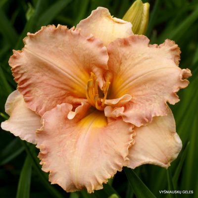 Daylily Elizabeth Salter