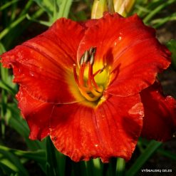 Daylily 'Fire on the Mountain'