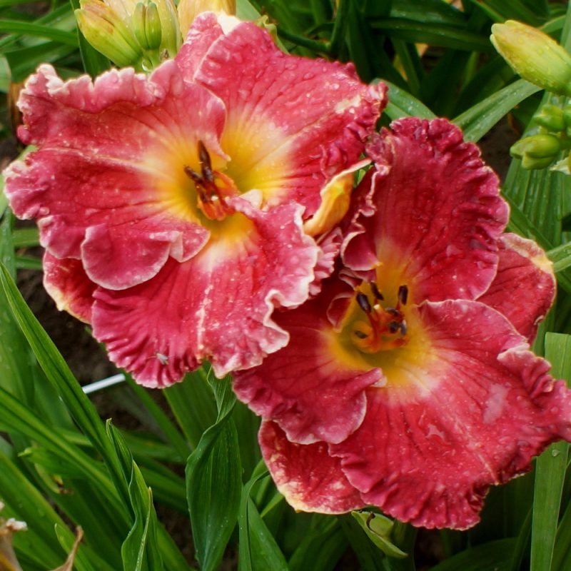 Daylily 'Fully Blessed' (2)