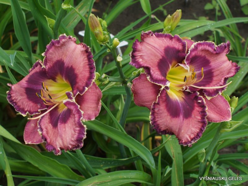Daylily 'God Save the Queen' (3)