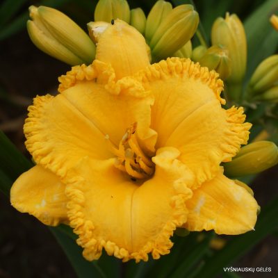 Daylily 'Gold Buttons' (2)