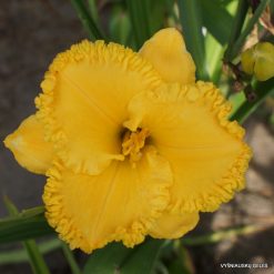 Daylily 'Gold Buttons'