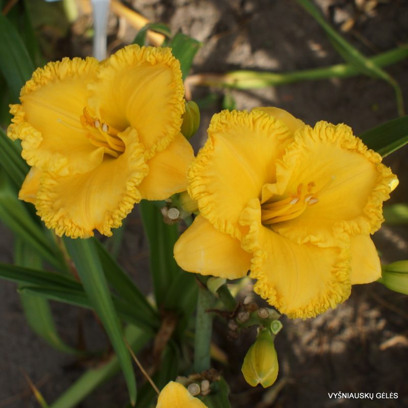 Daylily 'Gold Buttons' (3)
