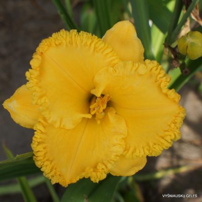 Daylily ‘Gold Buttons’