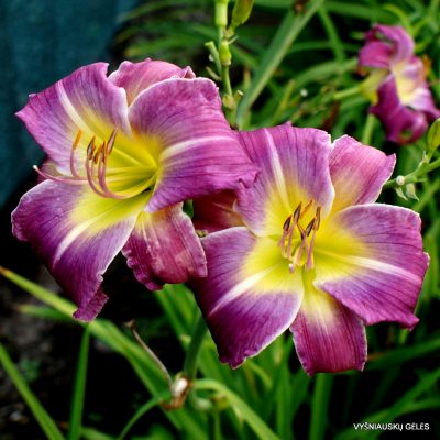Daylily 'Hakuna Matata' (2)