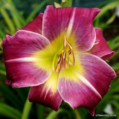 Daylily 'Hakuna Matata'