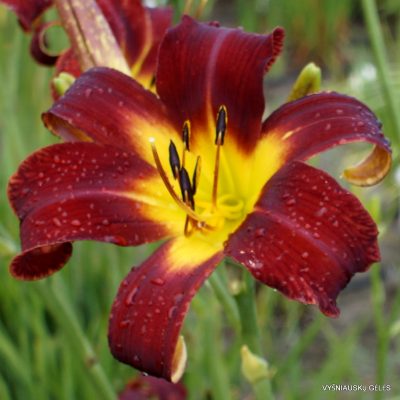 Daylily 'Head Hunter' (2)