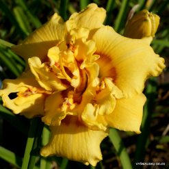 Daylily 'Heavenly Fision'