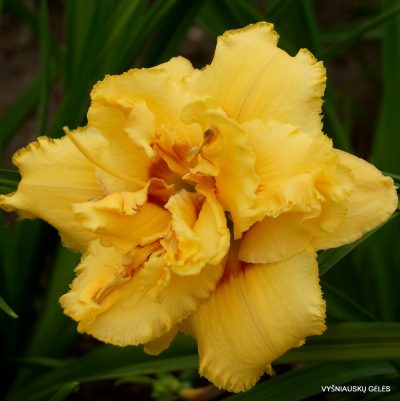 Daylily 'Heavenly Fision' (2)