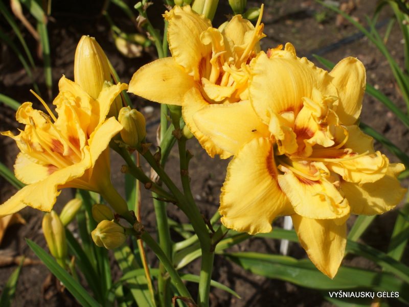 Daylily 'Heavenly Fision' (2)