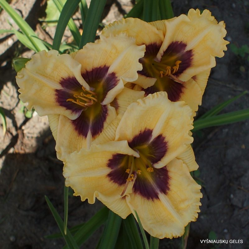 Daylily 'Here Today' (3)