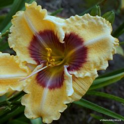 Daylily 'Here Today'