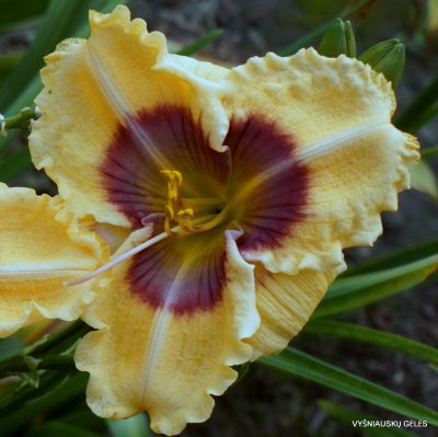 Daylily ‘Here Today’