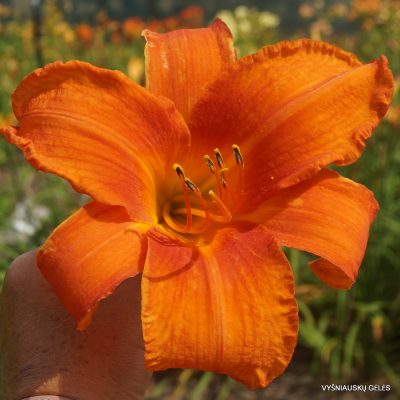 Daylily 'Higher And Fire' (2)