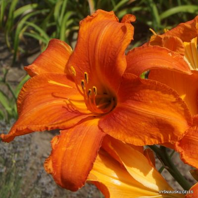 Daylily 'Higher And Fire'