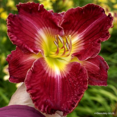 Daylily ‘Honey Lips’
