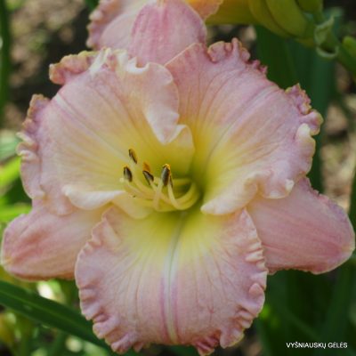 Daylily 'How Lovely You Are'