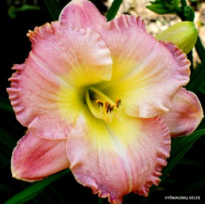 Daylily 'How Lovely You Are' (2)