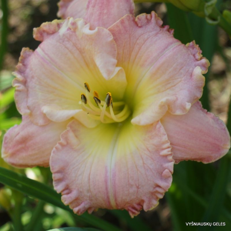 Daylily 'How Lovely You Are' (2)